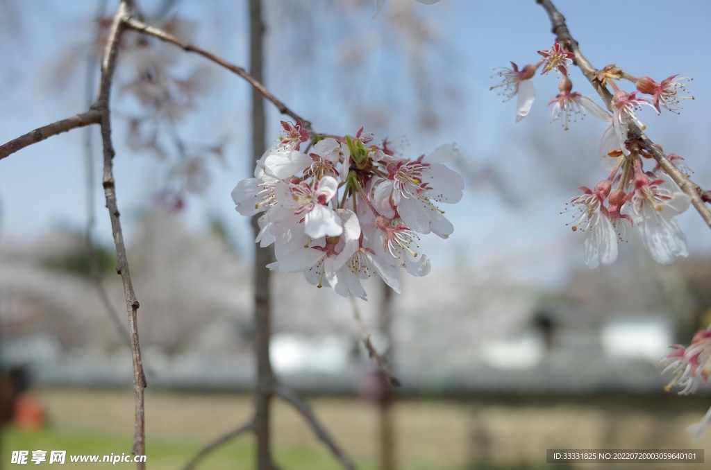 樱花