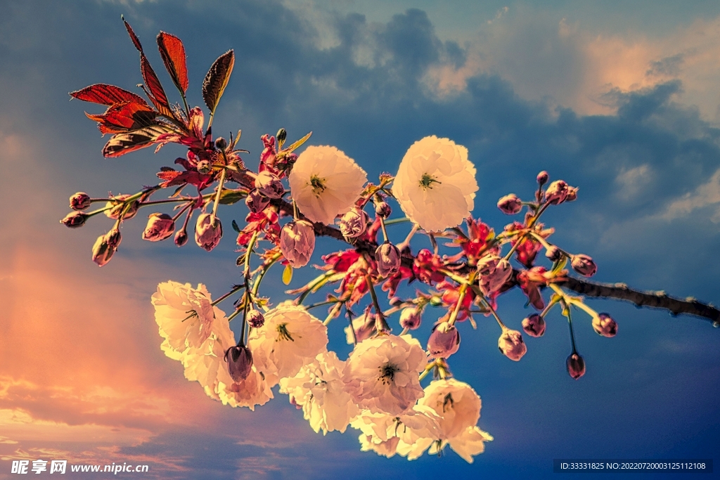 樱花
