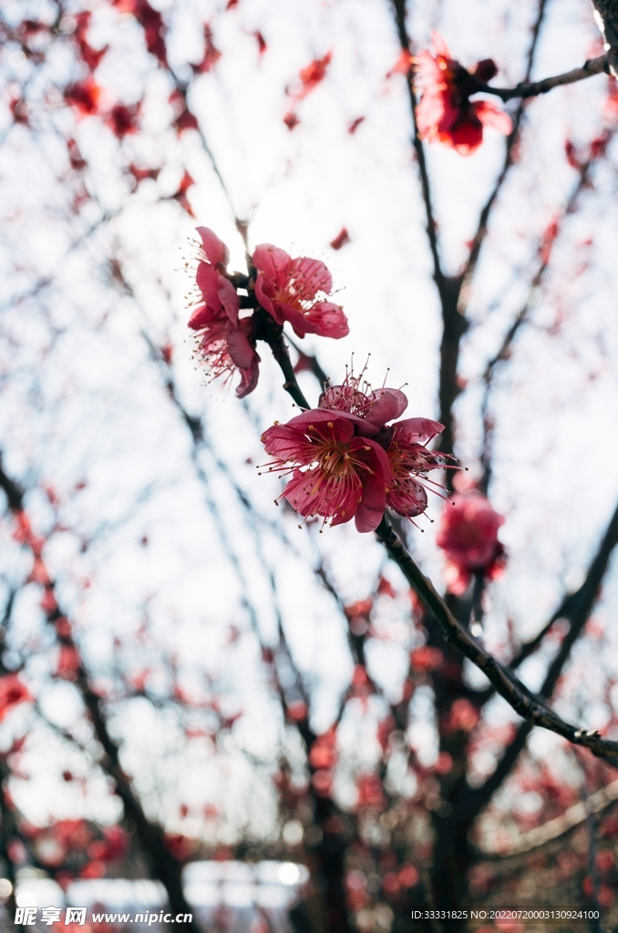 樱花