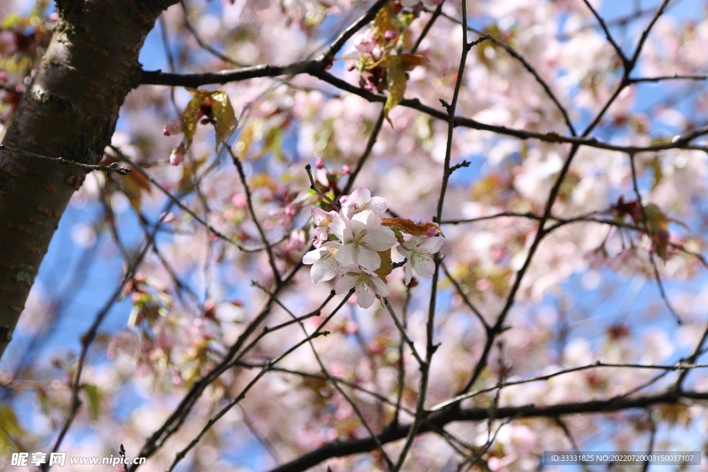 樱花