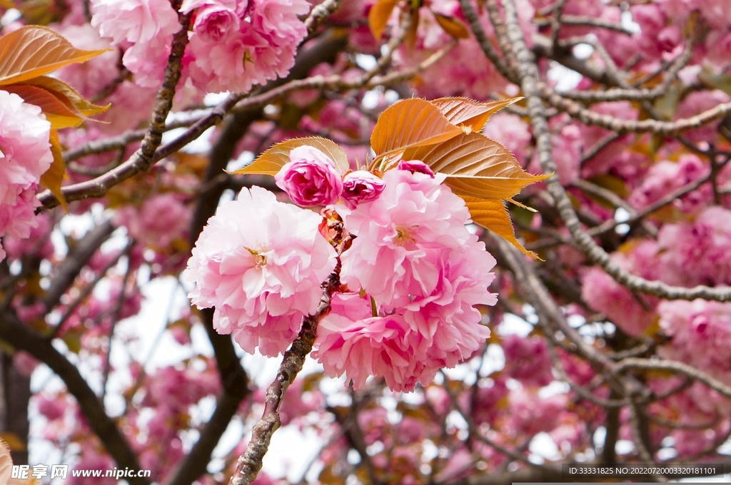 樱花