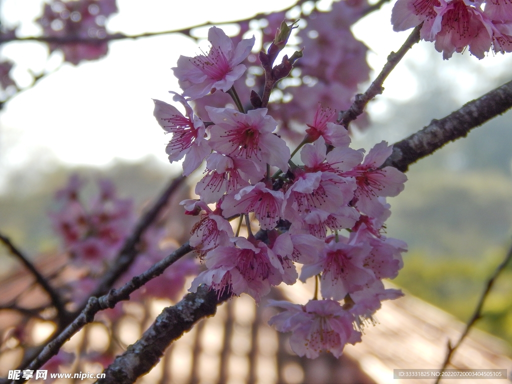 樱花