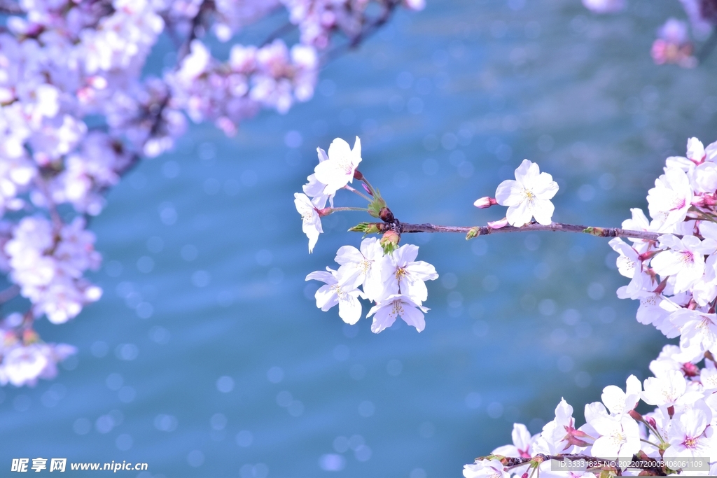 樱花