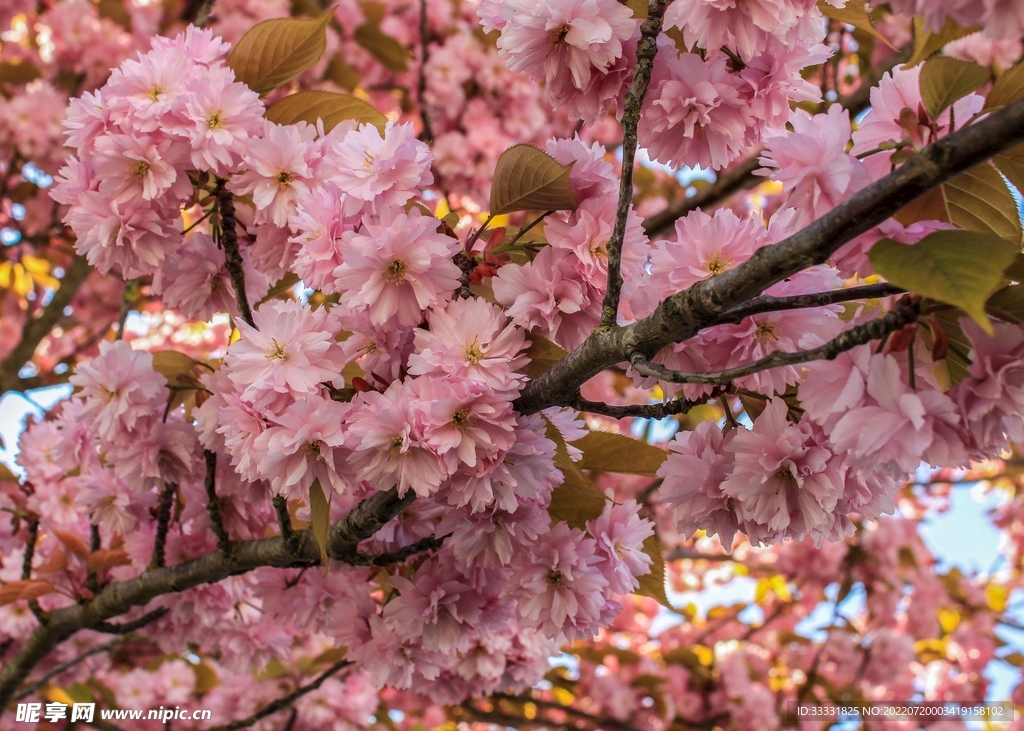 樱花