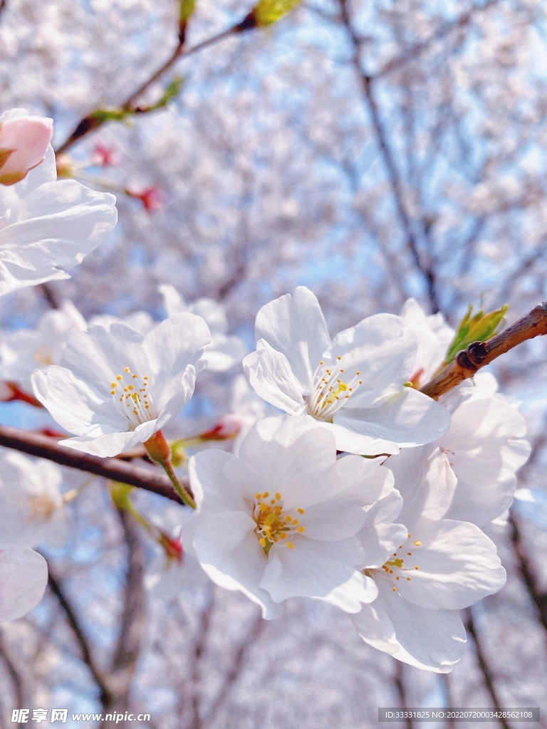 樱花