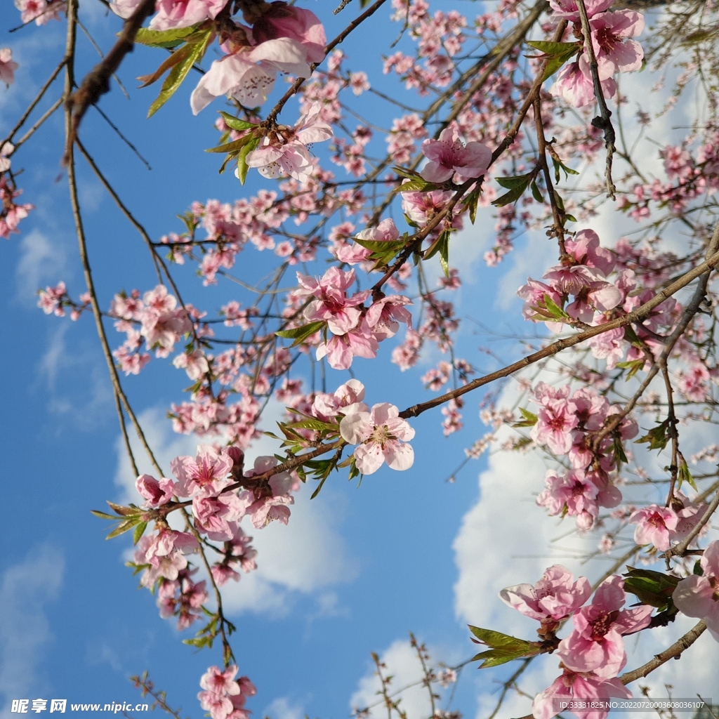 樱花