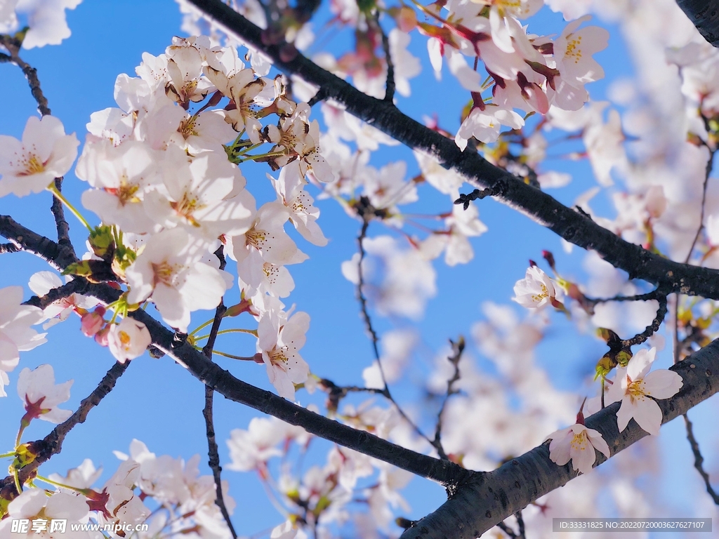 樱花