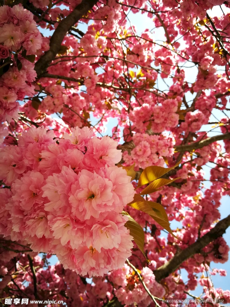 樱花