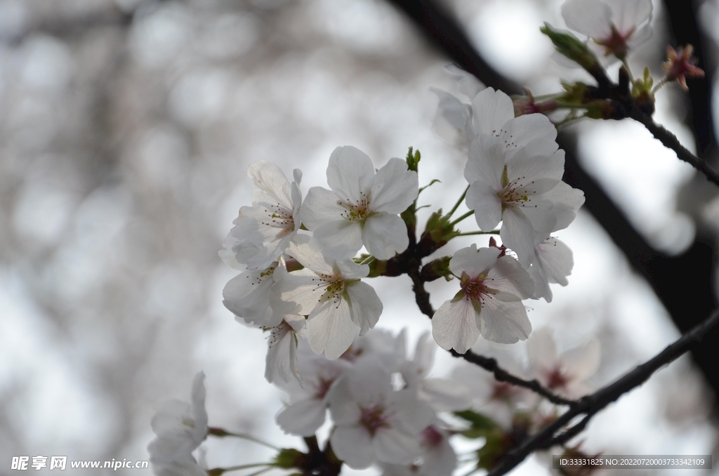 樱花