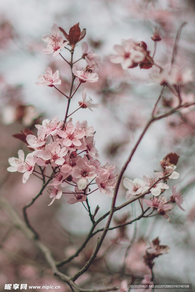 樱花