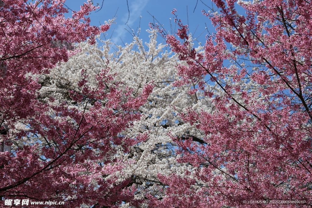 樱花