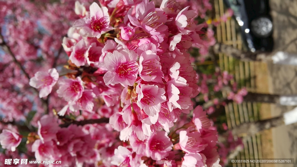樱花