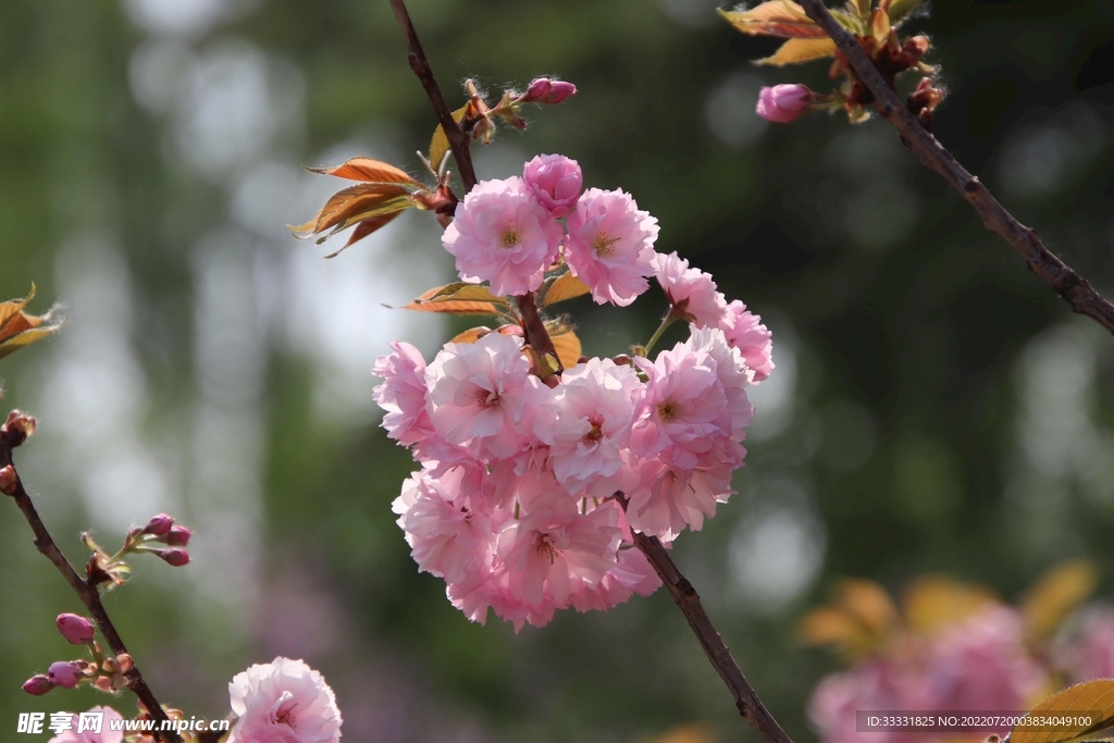樱花
