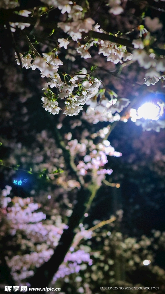 樱花
