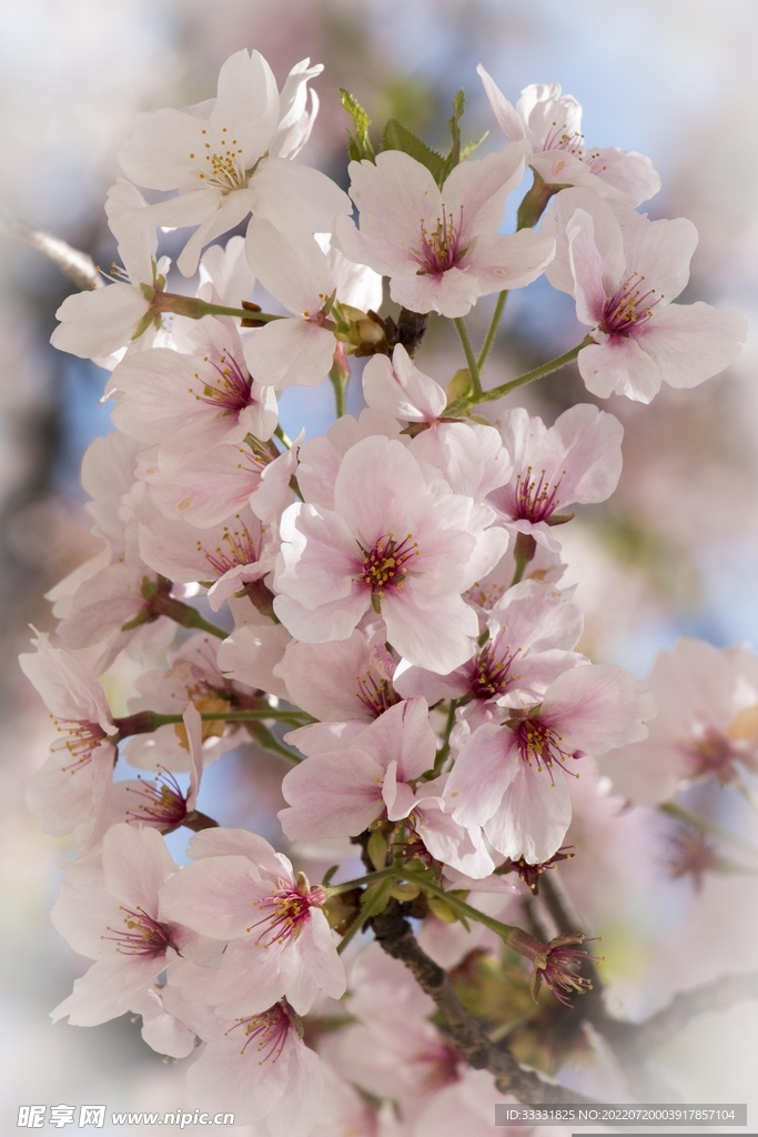 樱花