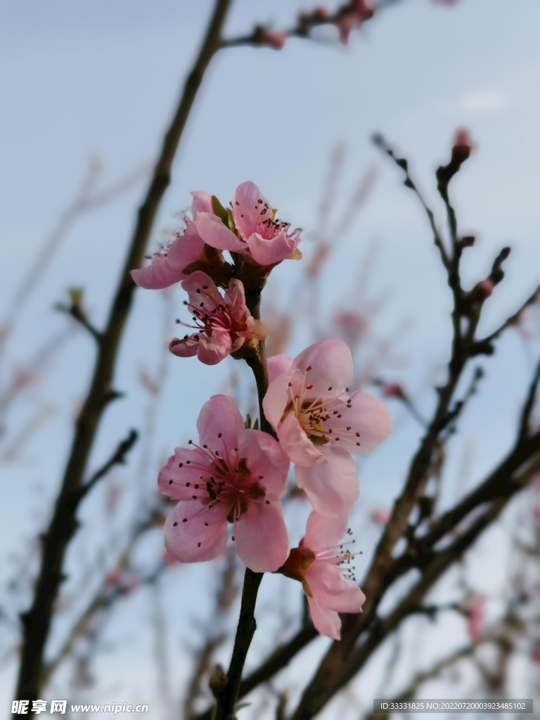 樱花