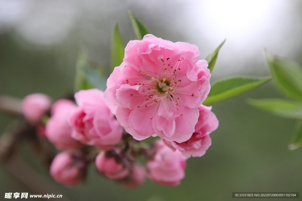 樱花