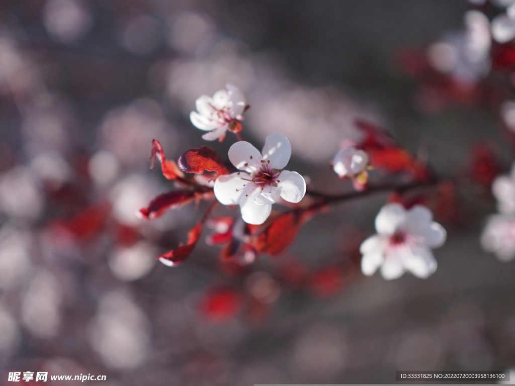 樱花