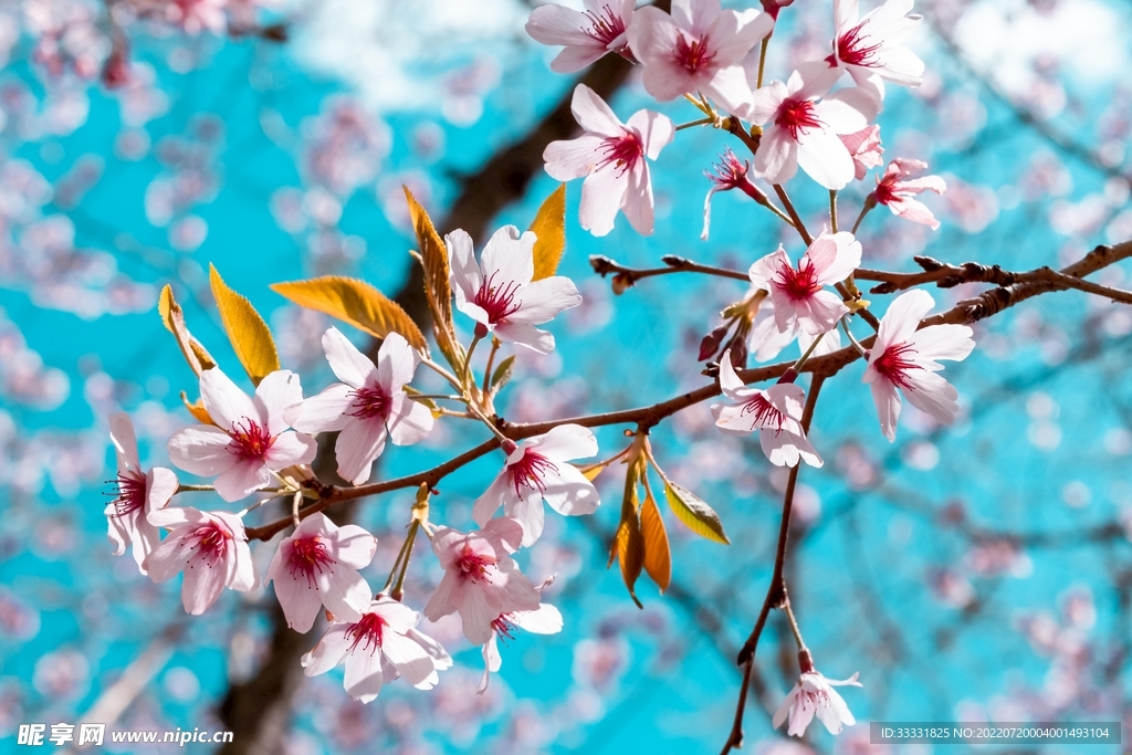 樱花