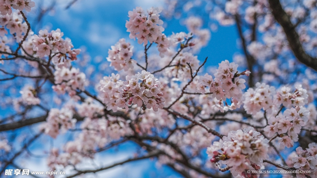樱花