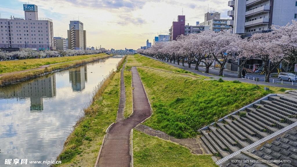 樱花