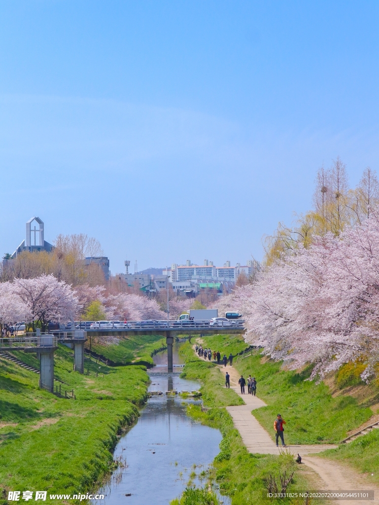 樱花