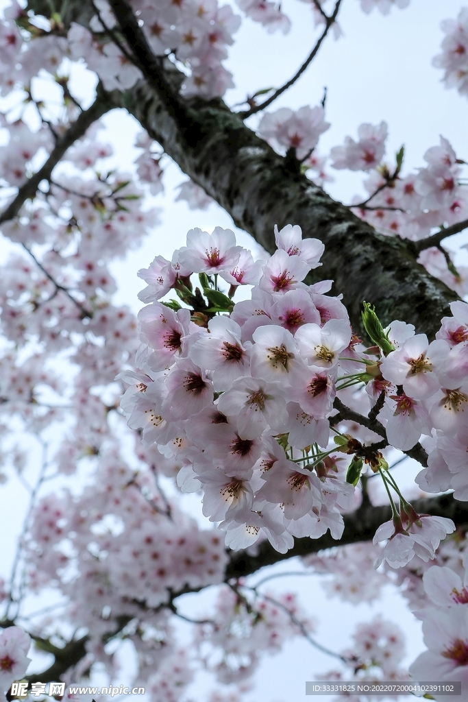 樱花