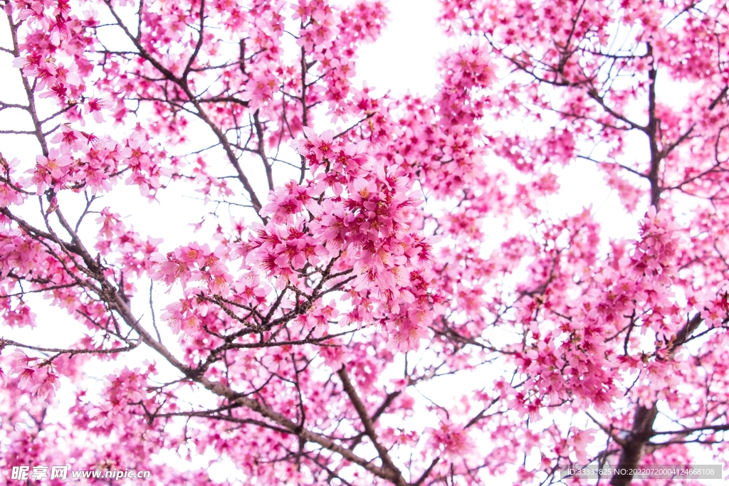 樱花