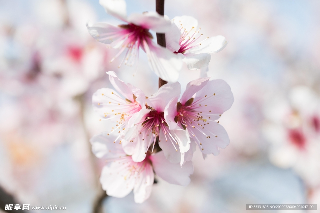 樱花