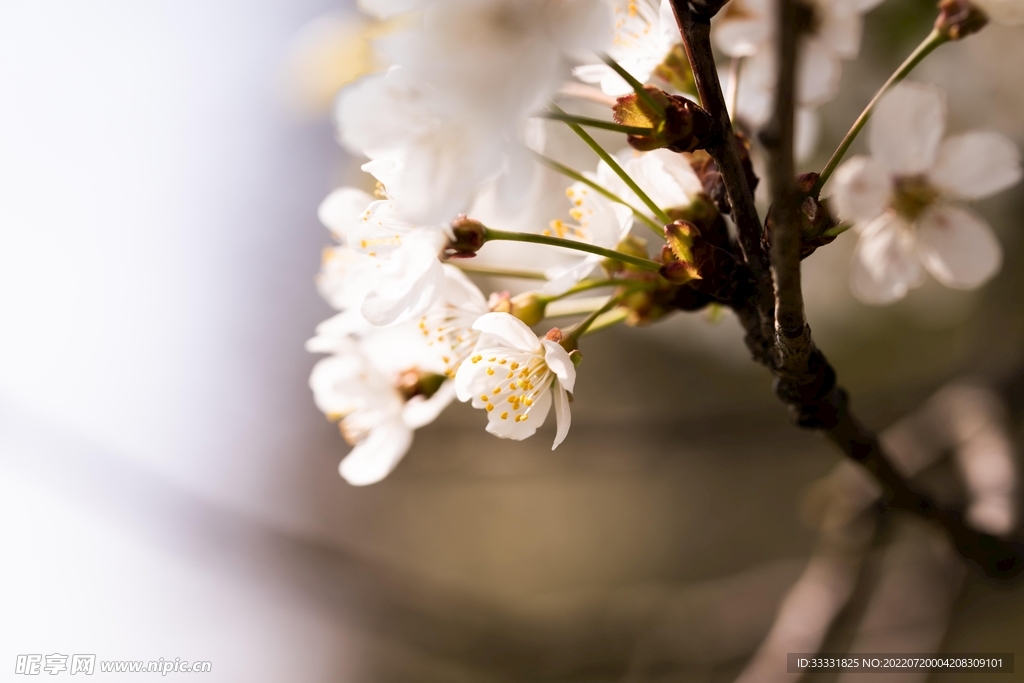 樱花