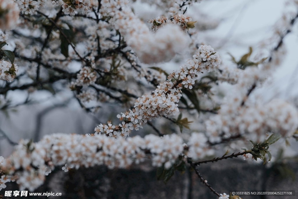 樱花