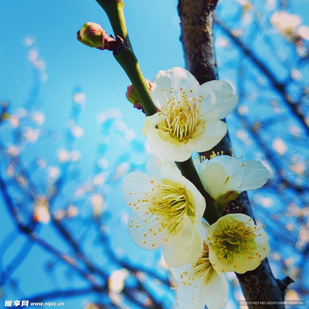 樱花