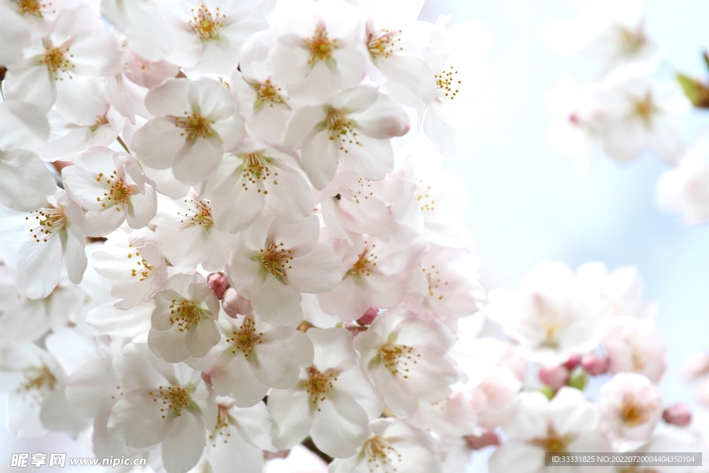 樱花