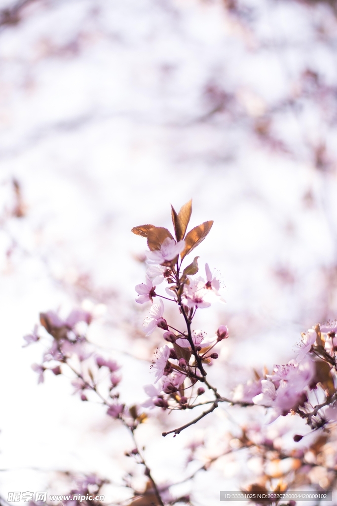 樱花