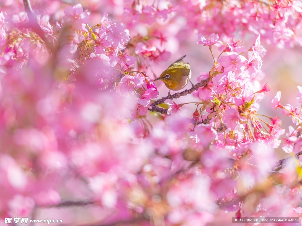 樱花