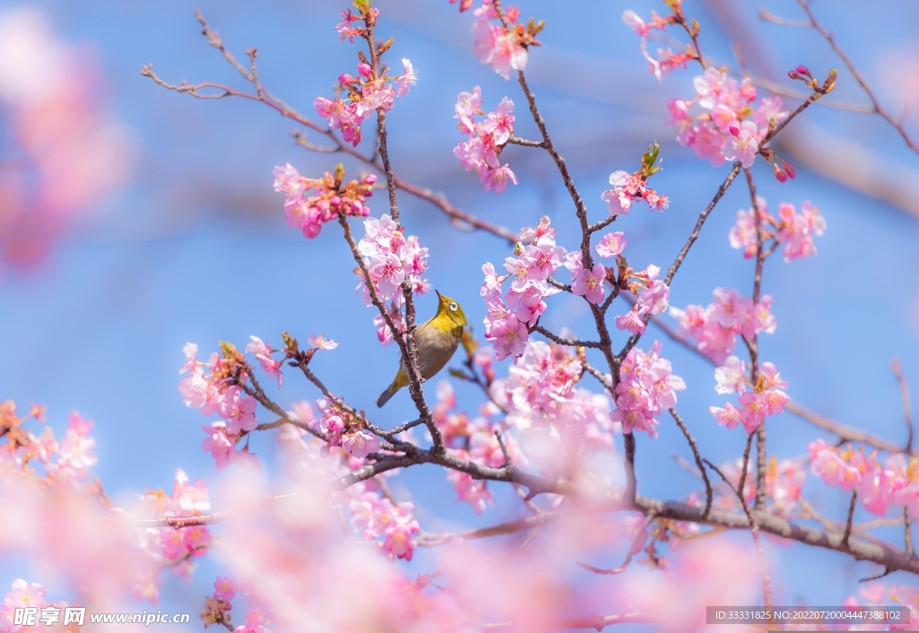 樱花