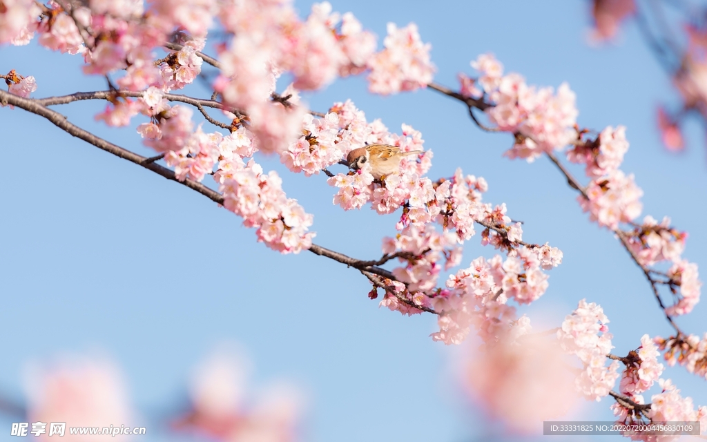 樱花