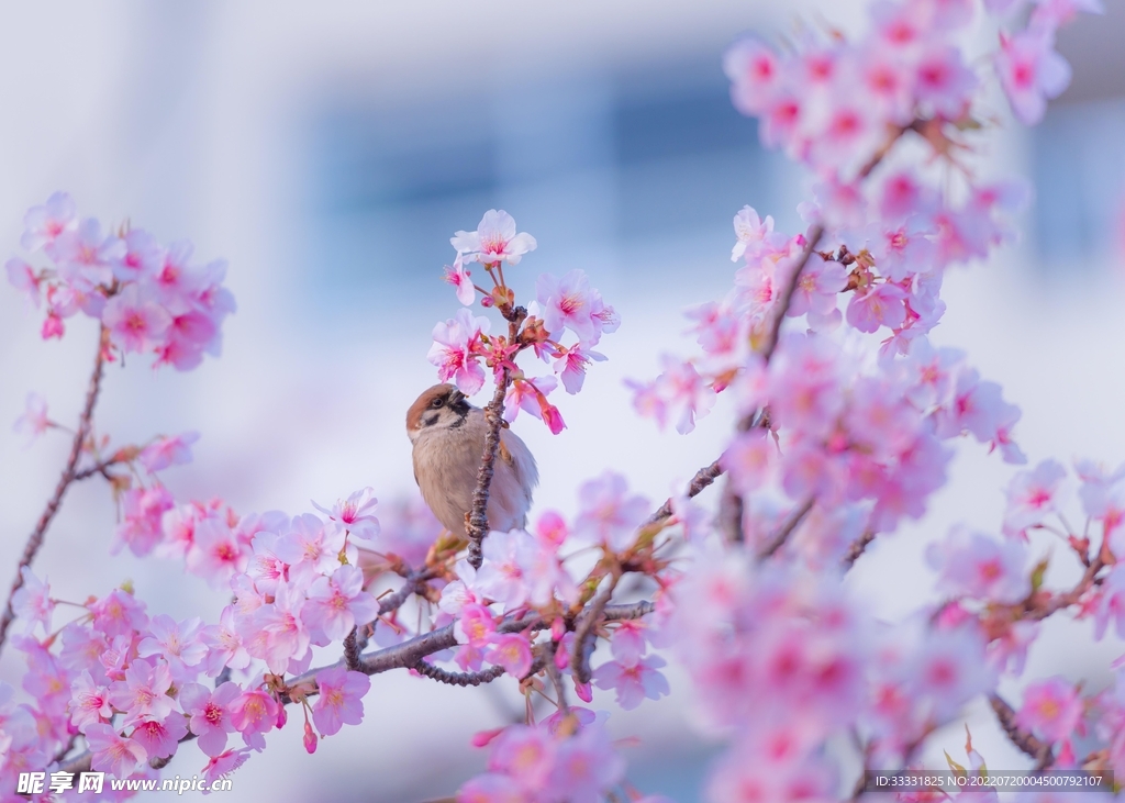 樱花