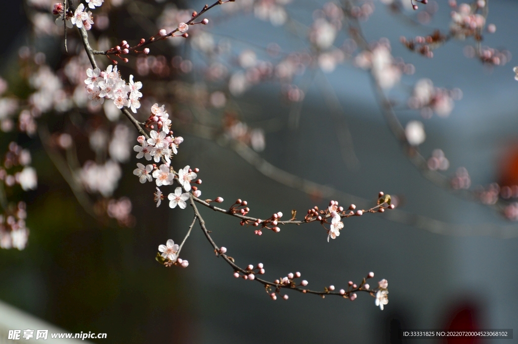 樱花