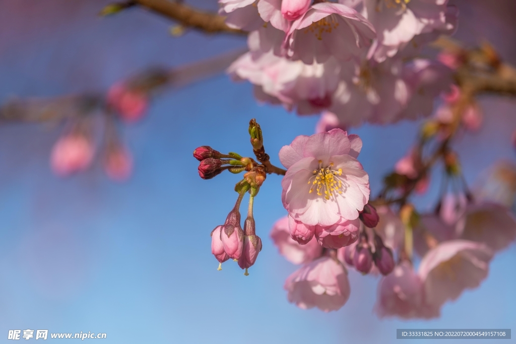 樱花