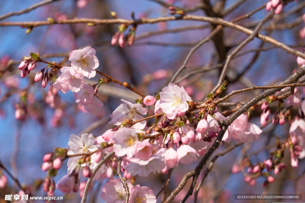 樱花
