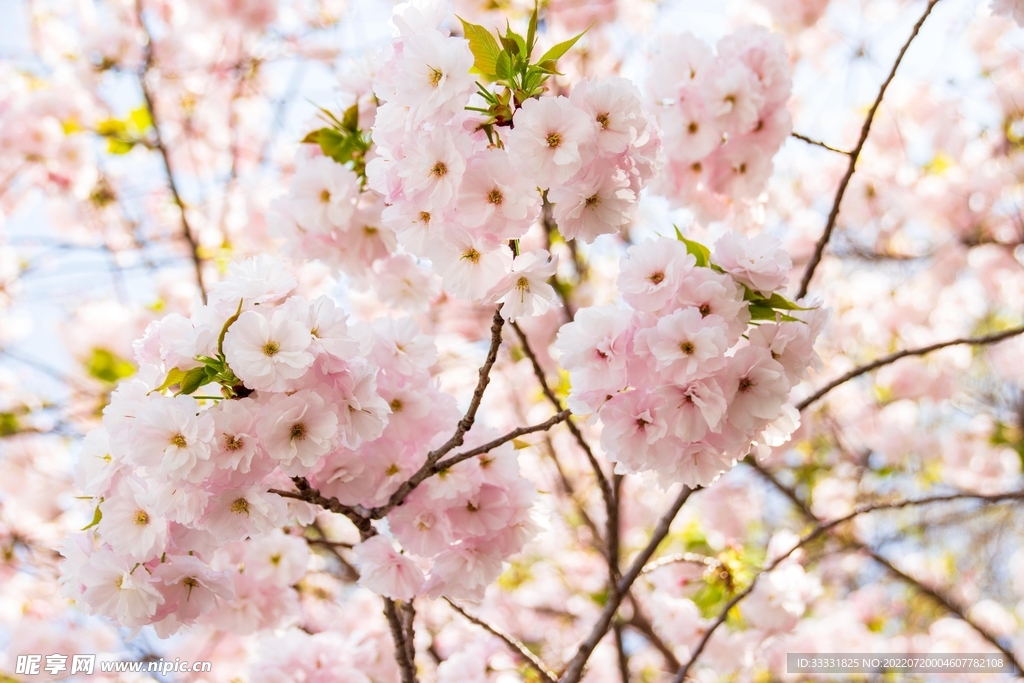 樱花