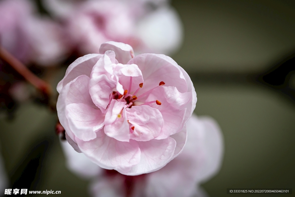 樱花