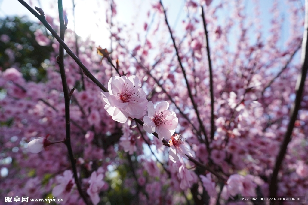 樱花