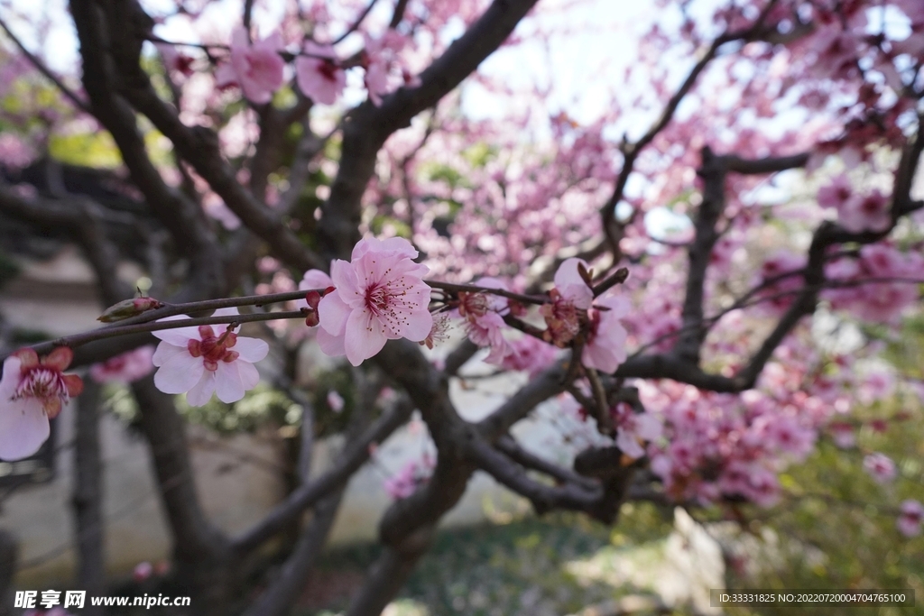 樱花