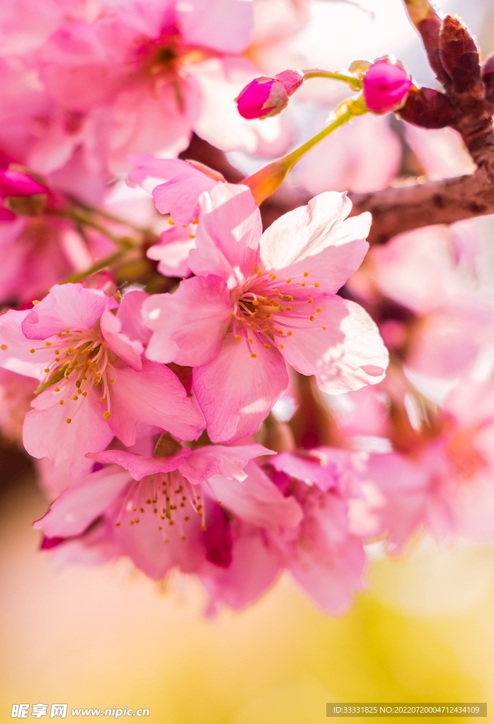 樱花