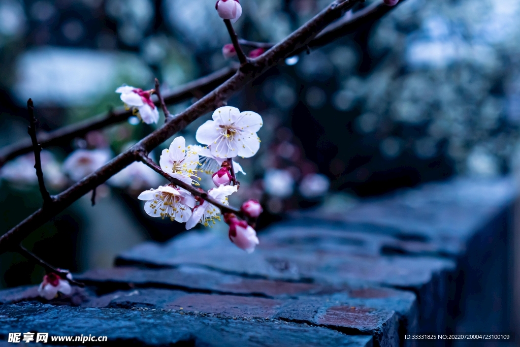 樱花