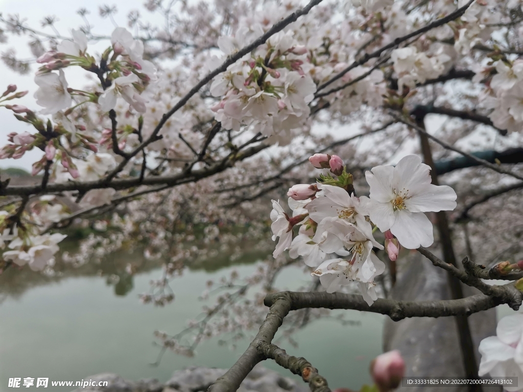 樱花