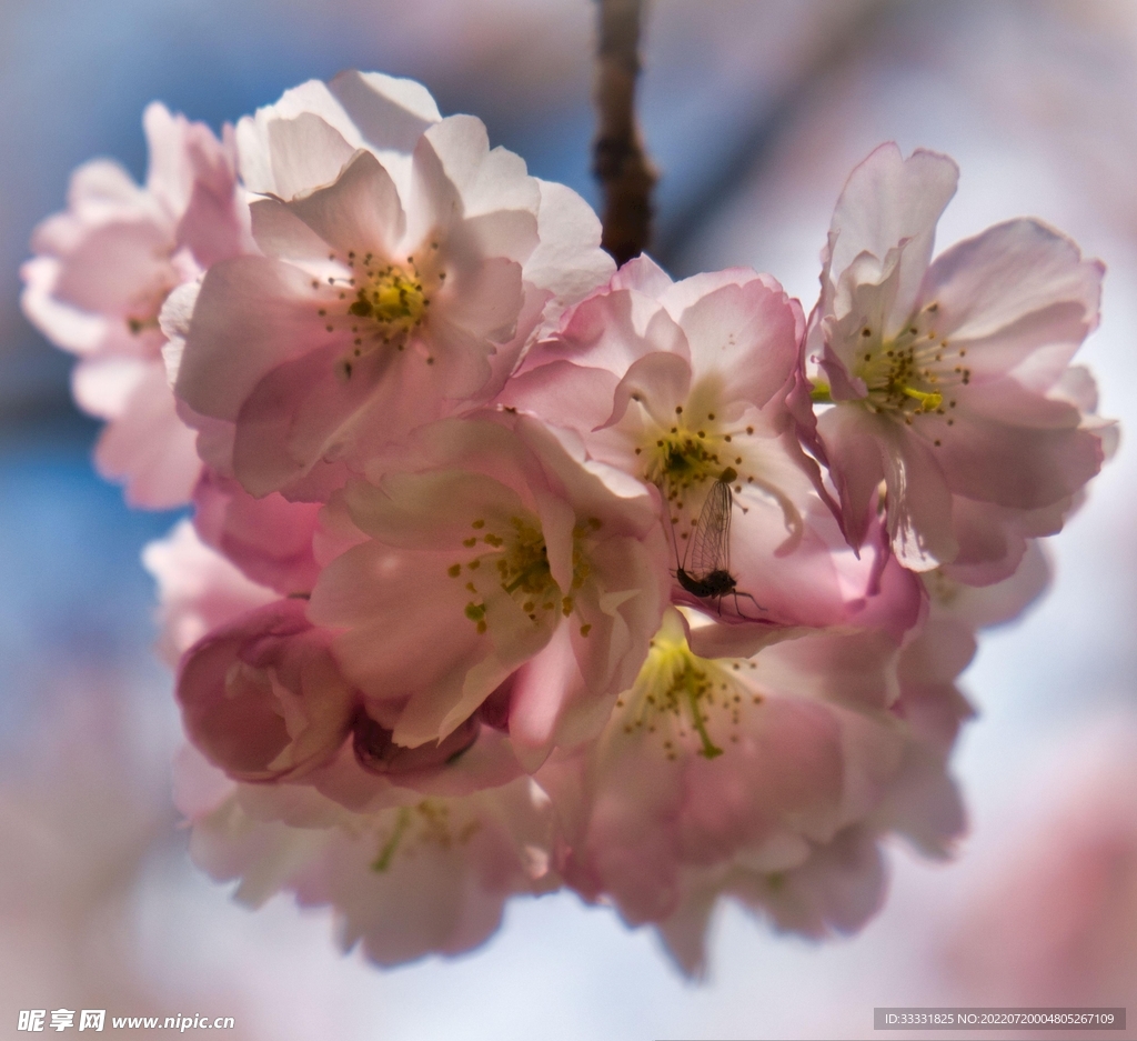 樱花