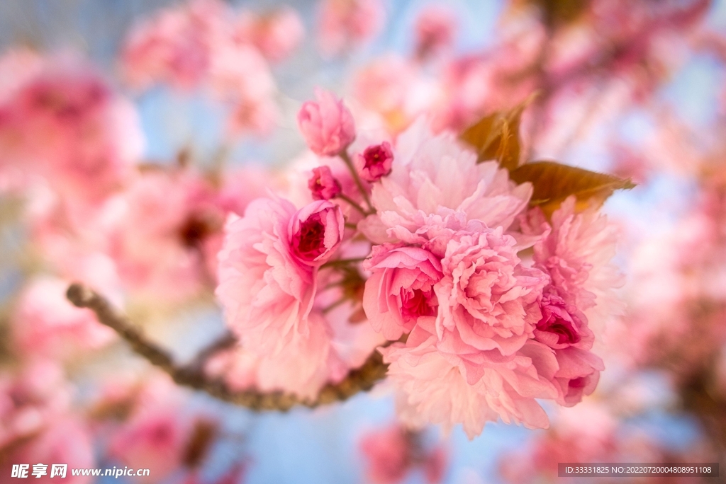 樱花